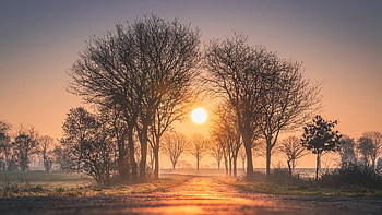 Sunrises And Sunsets Trees Sun Fog HD wallpaper