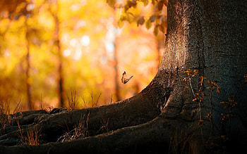 Nature, Wood, Tree, Butterfly, Herbs, Herbage, Trunk HD wallpaper