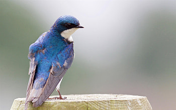 Tree swallow , background, Feathered friends, Avian beauty HD wallpaper