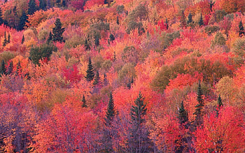 Autumn Forest, trees, autumn, forests, nature HD wallpaper