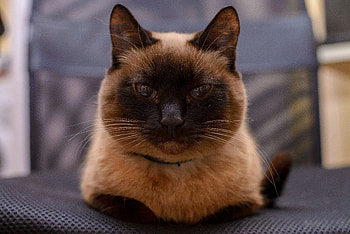 Cat, muzzle, pet, curious HD wallpaper