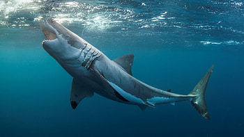 Great white sharks, Prey live science, Difference between humans, White sharks can't HD wallpaper