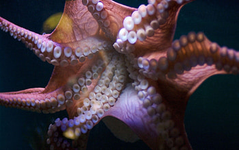 Octopus, Macro, Tentacles, Suction Cups, Suckers HD wallpaper