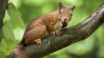 Squirrel, animal, rodent, tree HD wallpaper