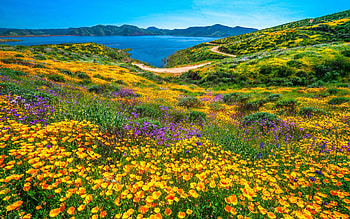 Diamond Valley Lake, california, blossoms, landscape, flowers, sky, usa HD wallpaper