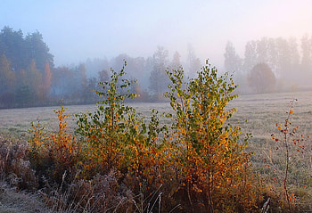 Morning Fog., fields, autumn, nature, sunrise HD wallpaper