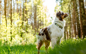 Australian Shepherd, australian-shepherd, animals, dog HD wallpaper