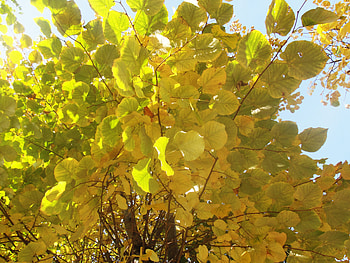 Beautiful Tree, autumn, season, tree, yellow HD wallpaper