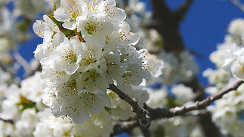Cherry Tree, Apple tree flowers, Blossoming close up, Nature HD wallpaper