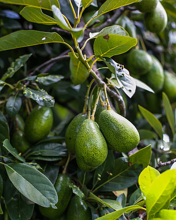 Tree, Avocado HD phone wallpaper