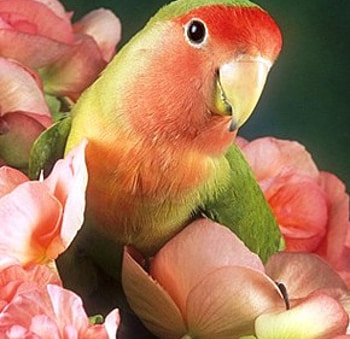 Bird w/Lovely Colors, cute, colors, bird, lovely HD wallpaper