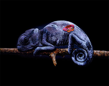 Chameleon, black, blue, jacub gagnon, butterfly, art HD wallpaper