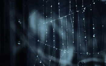 Web, Dark, Glare, Shadow HD wallpaper
