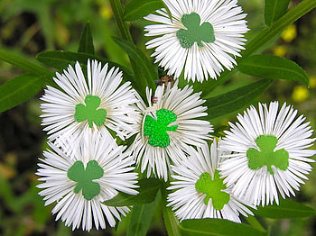 Leprechaun, white, abstract, green, flowers HD wallpaper