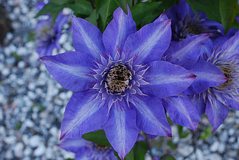 Flower, Macro, Petals, Clematis, Royalty HD wallpaper