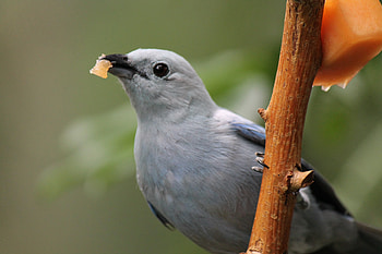 Bird, nature, , zoo HD wallpaper