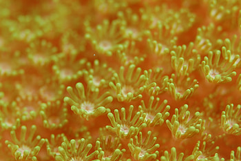 Macro, Underwater World, Seaweed, Algae, Sea Anemone HD wallpaper