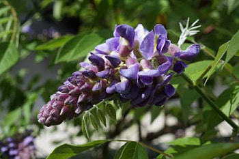 Purple Flower Natural, natural, outdoors, purple flower, nature, flowers, lovely flowers, macro HD wallpaper