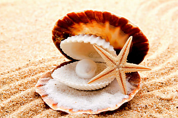 Perl, Starfish HD wallpaper