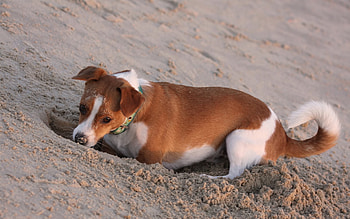 help looking for my ball, dog, cute, funny, lovable HD wallpaper
