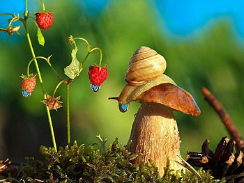 snail, sweet, animal, summer, strawberry, fruit, sweet summer, nature HD wallpaper