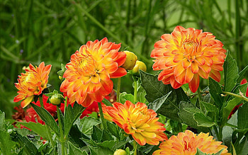 Dahlias, nature, flowers, orange HD wallpaper