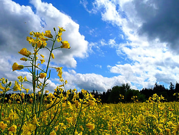 yellow flowers, sky, flowers, yellow HD wallpaper