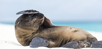 Small sea lions, Big personalities, Intriguing behaviors, Coastal wildlife wonders HD wallpaper