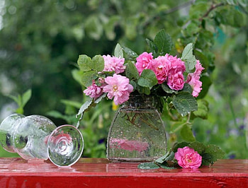 pink roses with rain drops, still life, pink roses, garden, flowers, rain drops HD wallpaper