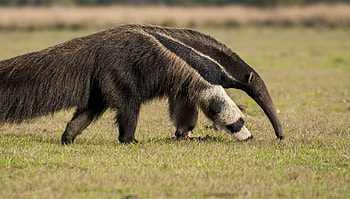 Anteater mark, Trust endangered species, Peoples trust, Leaves mark HD wallpaper