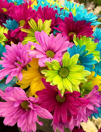 Vibrant daisy bouquet featuring a spectrum of bright colors, perfect for spring decor. HD phone wallpaper