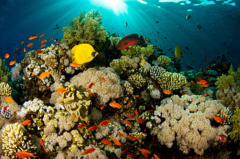 Sea Sponge, Marine life , Underwater beauty, Oceanic wonders HD wallpaper