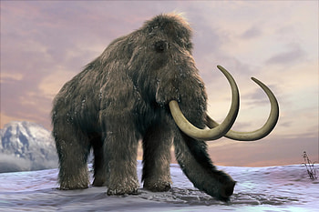 Scientists close to, Cloning a woolly, Mammoth, Fascinating breakthrough HD wallpaper