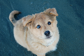 Animals, Dog, Sight, Opinion, Puppy HD wallpaper