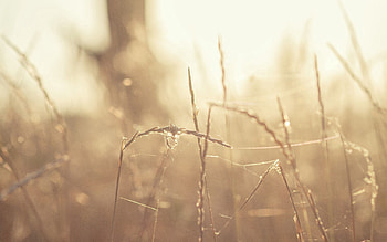 Grass, Macro, Glare, Light, Light Coloured HD wallpaper