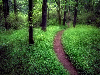 Green Woods, misty forest, green forest, summer forest, forest HD wallpaper