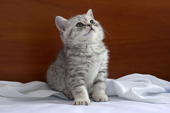 Animals, Sit, Kitty, Kitten, Cloth, Sight, Opinion HD wallpaper