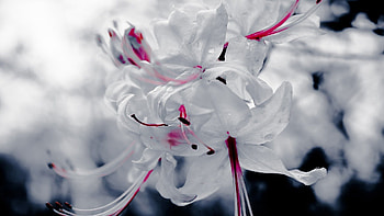 Flowers, Background, Macro, Petals HD wallpaper