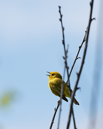 Animals, Bright, Bird, Branches, Warbler, Kamysovka HD phone wallpaper