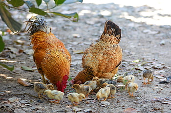 A rooster, hen, and their chicks foraging for food on a sunny farm day. HD wallpaper