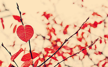 Red Leaf Nature, nature, leaf HD wallpaper