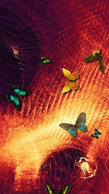 Butterflies, art HD phone wallpaper