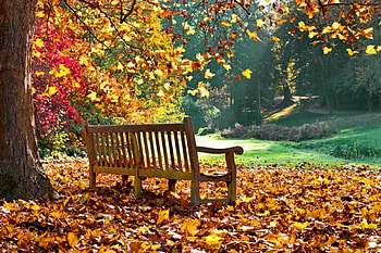 Autumn Park, bench, leaves, autumn, fall season, park, tree HD wallpaper
