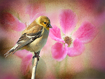 For Stelma, branch, pink, roses, painting, bird, goldfinch HD wallpaper