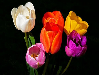 tulips, colorful, spring, flower HD wallpaper