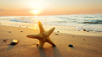 Sunlit sea star, Beach sunlight beauty, mesmerizing, Tranquil coastal scene HD wallpaper