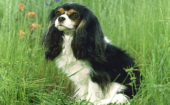 Cute dog, long ears, Comfort Spaniel, Spaniels, other, Cavalier King Charles Spaniel, meadow, long hair HD wallpaper