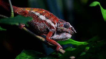 Lizard , Ultra quality, , Visual appeal HD wallpaper