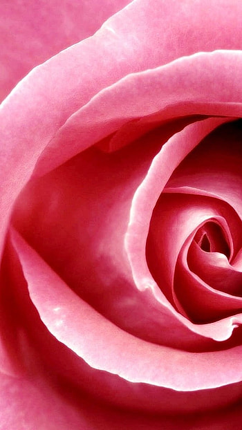 Beautiful Rose, Beautiful, Pink Rose HD phone wallpaper