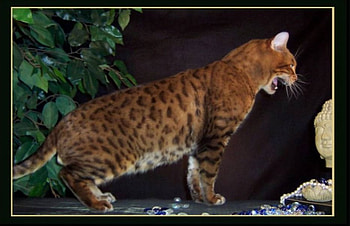 Meow Meow, meowing, spotted cat, frame, vine leaves HD wallpaper
